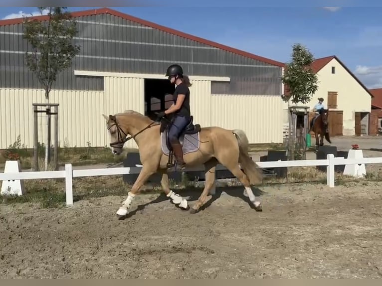 Deutsches Reitpony Wallach 4 Jahre 147 cm Palomino in Thyrow