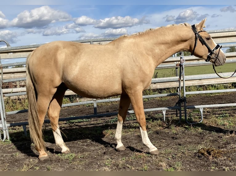 Deutsches Reitpony Wallach 4 Jahre 147 cm Palomino in Thyrow