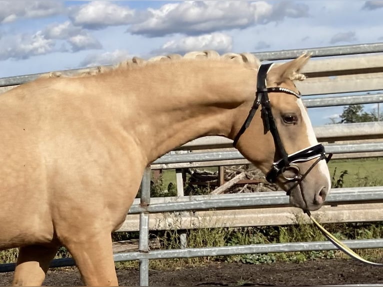 Deutsches Reitpony Wallach 4 Jahre 147 cm Palomino in Thyrow