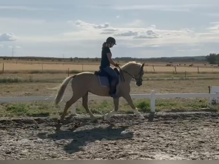 Deutsches Reitpony Wallach 4 Jahre 147 cm Palomino in Thyrow