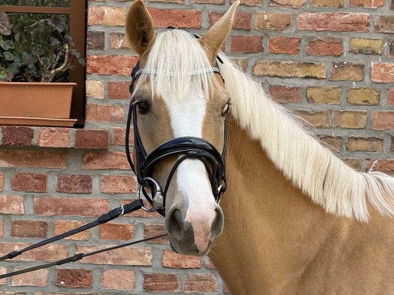 Deutsches Reitpony Wallach 4 Jahre 147 cm Palomino in Thyrow