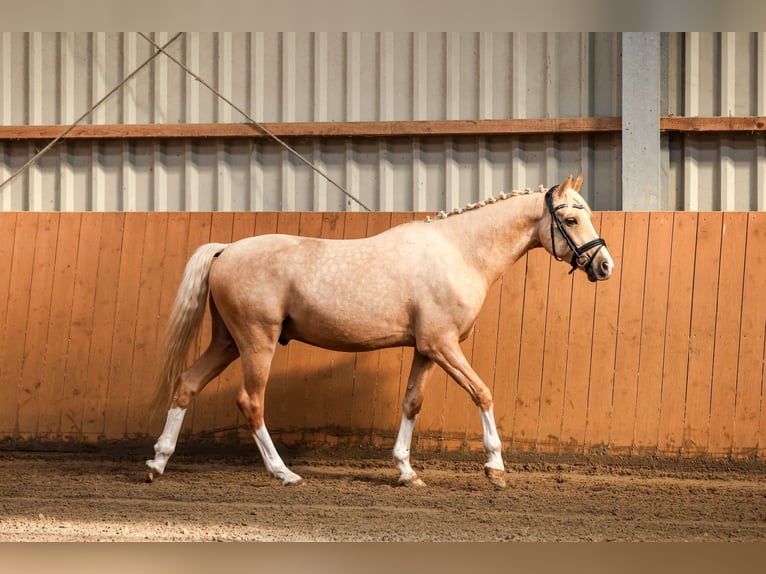 Deutsches Reitpony Wallach 4 Jahre 147 cm Palomino in Salzhausen