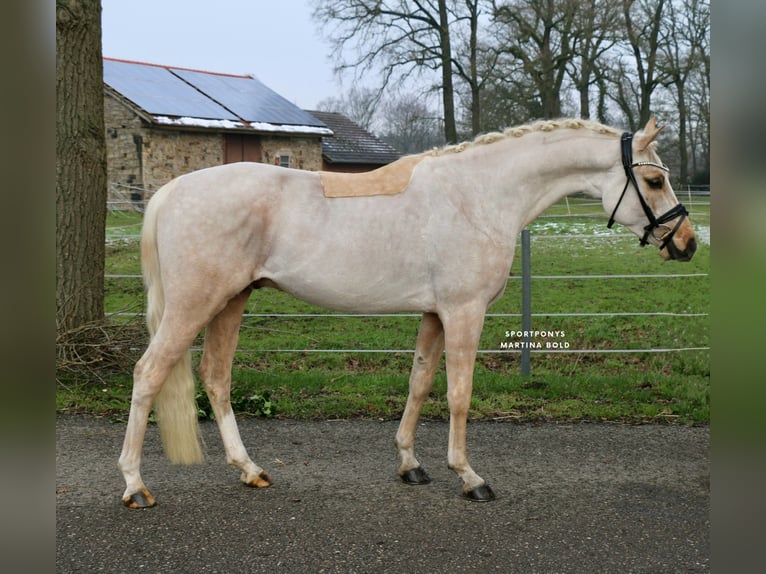 Deutsches Reitpony Wallach 4 Jahre 147 cm Palomino in Recke, bei Osnabrück