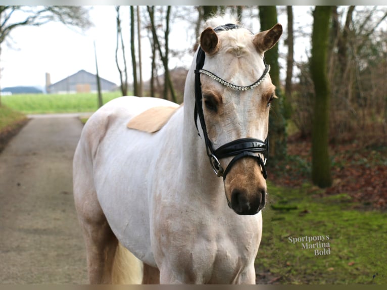 Deutsches Reitpony Wallach 4 Jahre 147 cm Palomino in Recke, bei Osnabrück