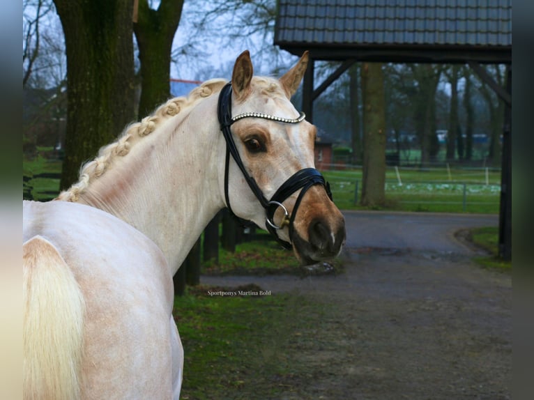 Deutsches Reitpony Wallach 4 Jahre 147 cm Palomino in Recke, bei Osnabrück