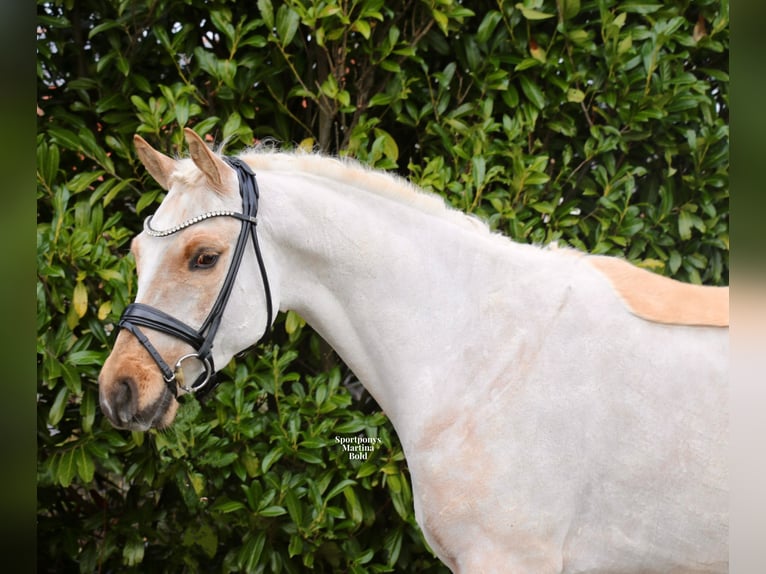 Deutsches Reitpony Wallach 4 Jahre 147 cm Palomino in Recke, bei Osnabrück