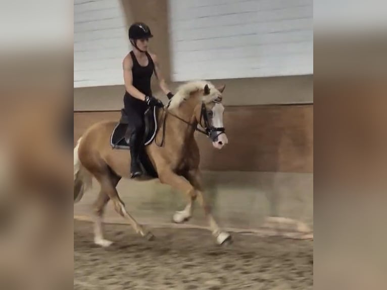 Deutsches Reitpony Wallach 4 Jahre 147 cm Palomino in Rosengarten