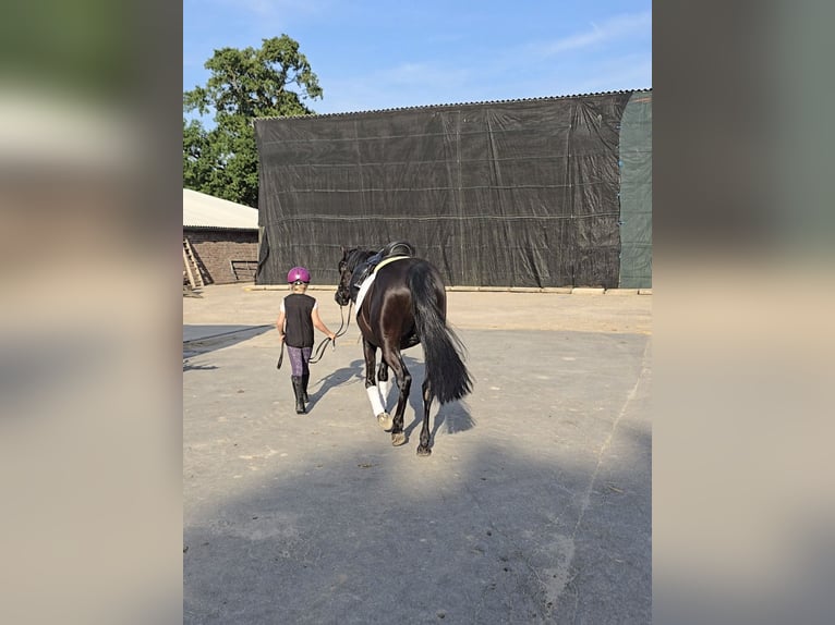 Deutsches Reitpony Wallach 4 Jahre 147 cm Rappe in Kempen