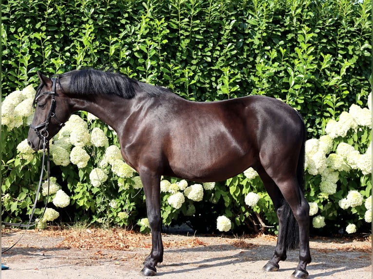 Deutsches Reitpony Wallach 4 Jahre 147 cm Rappe in Kempen