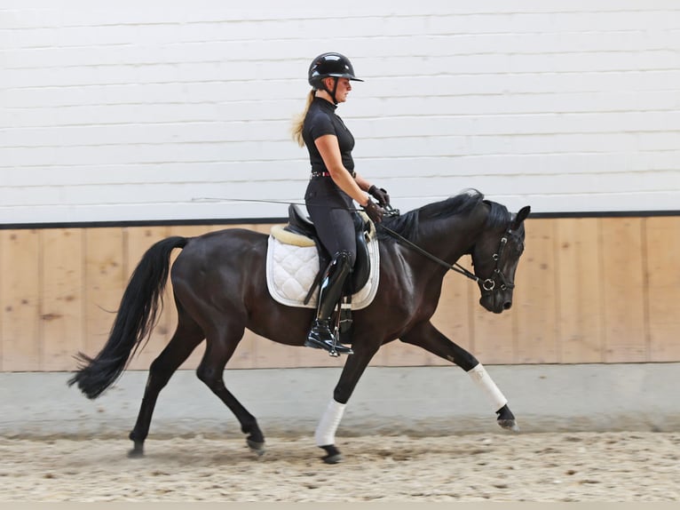 Deutsches Reitpony Wallach 4 Jahre 147 cm Rappe in Kempen