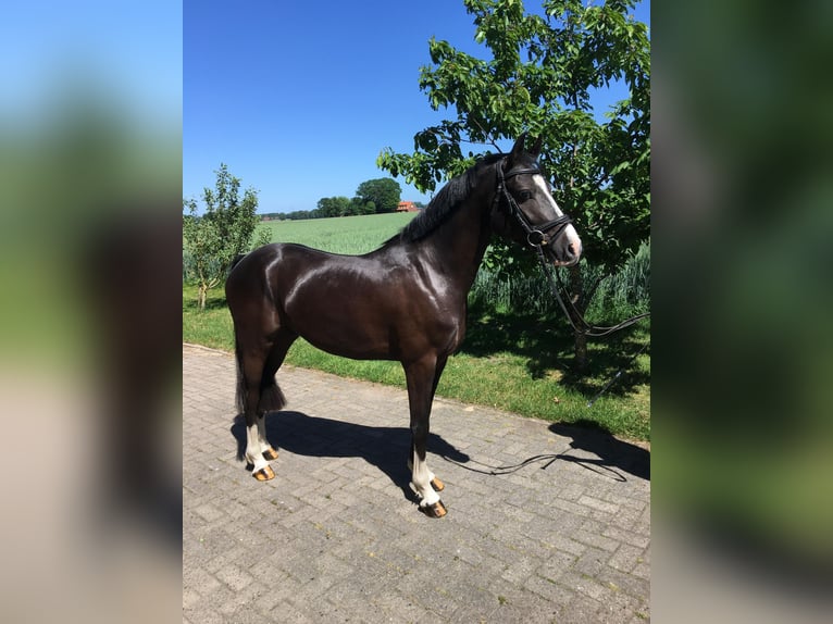 Deutsches Reitpony Wallach 4 Jahre 147 cm Rappe in Neuenkirchen