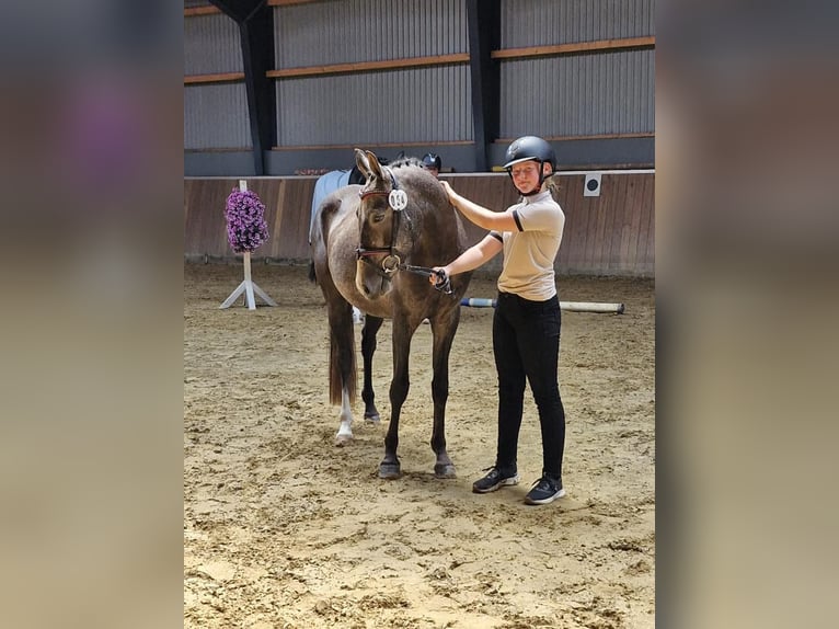 Deutsches Reitpony Wallach 4 Jahre 147 cm Schimmel in Hamersen