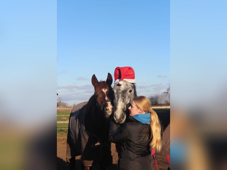 Deutsches Reitpony Wallach 4 Jahre 147 cm Schimmel in Hamersen