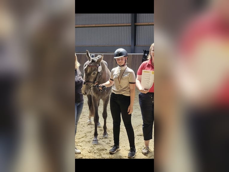 Deutsches Reitpony Wallach 4 Jahre 147 cm Schimmel in Hamersen