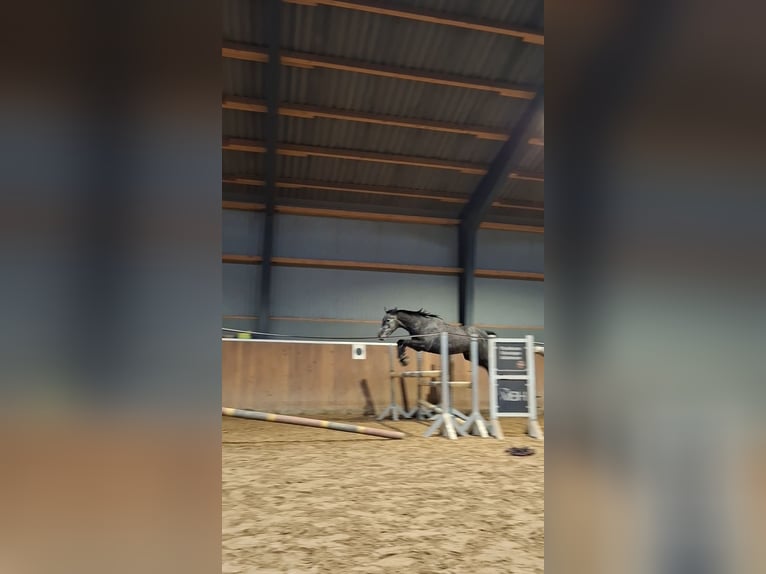 Deutsches Reitpony Wallach 4 Jahre 147 cm Schimmel in Hamersen