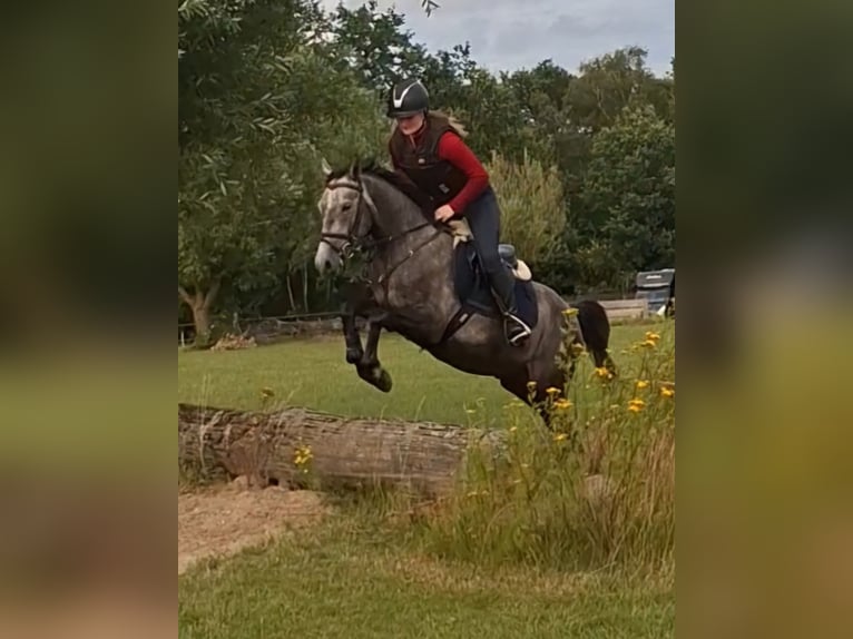 Deutsches Reitpony Wallach 4 Jahre 147 cm Schimmel in Hamersen