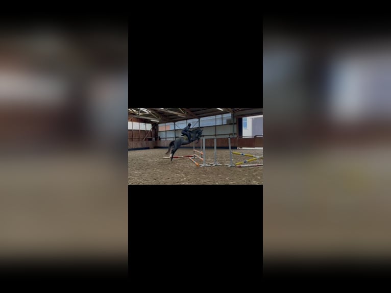 Deutsches Reitpony Wallach 4 Jahre 147 cm Schimmel in Hamersen