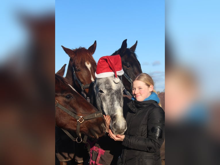 Deutsches Reitpony Wallach 4 Jahre 147 cm Schimmel in Hamersen