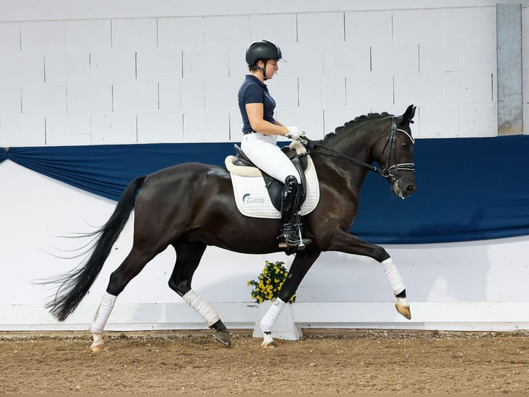 Deutsches Reitpony Wallach 4 Jahre 147 cm Schwarzbrauner in Marsberg