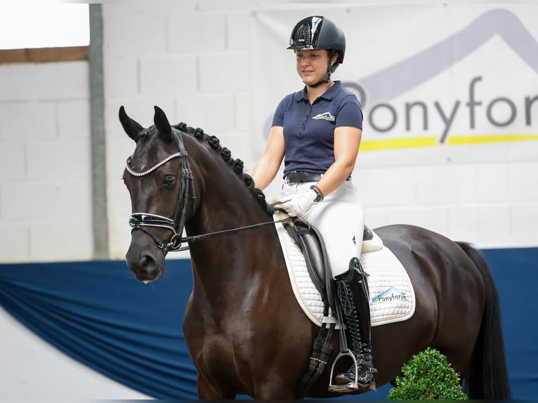 Deutsches Reitpony Wallach 4 Jahre 147 cm Schwarzbrauner in Marsberg