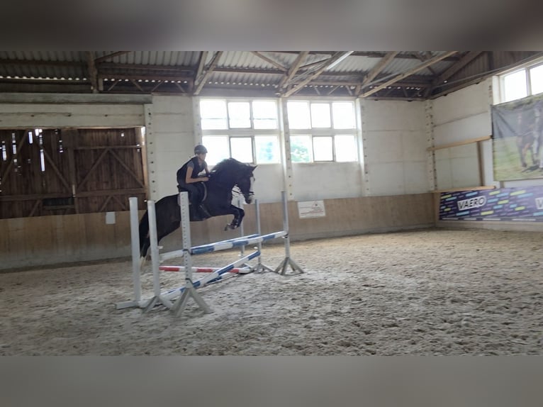 Deutsches Reitpony Wallach 4 Jahre 147 cm Schwarzbrauner in Bülstringen