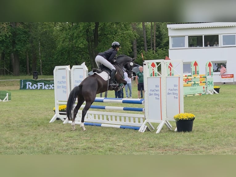 Deutsches Reitpony Wallach 4 Jahre 147 cm Schwarzbrauner in Bülstringen