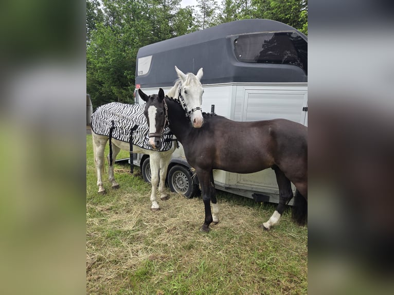 Deutsches Reitpony Wallach 4 Jahre 147 cm Schwarzbrauner in Bülstringen