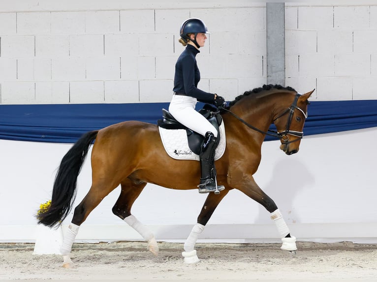 Deutsches Reitpony Wallach 4 Jahre 148 cm Brauner in Marsberg Deutsches Reitpony Wallach 4 Jahre 148 cm Brauner in Marsberg
