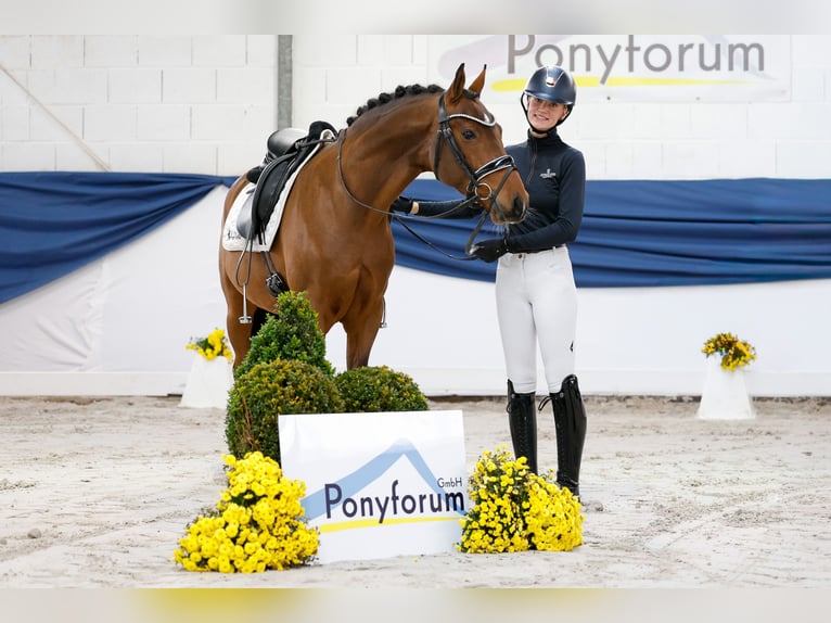 Deutsches Reitpony Wallach 4 Jahre 148 cm Brauner in Marsberg Deutsches Reitpony Wallach 4 Jahre 148 cm Brauner in Marsberg