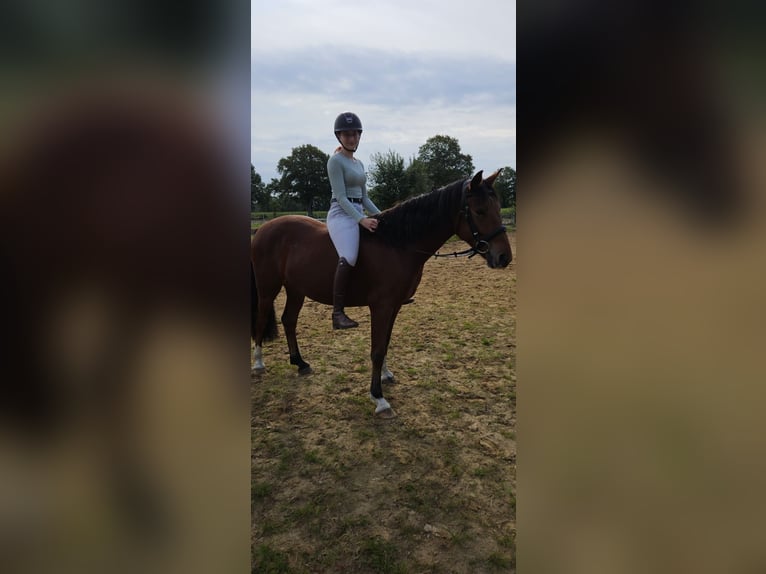 Deutsches Reitpony Wallach 4 Jahre 148 cm Brauner in Rhauderfehn