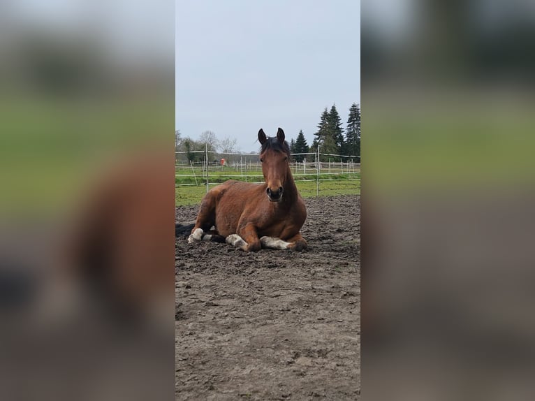 Deutsches Reitpony Wallach 4 Jahre 148 cm Brauner in Rhauderfehn