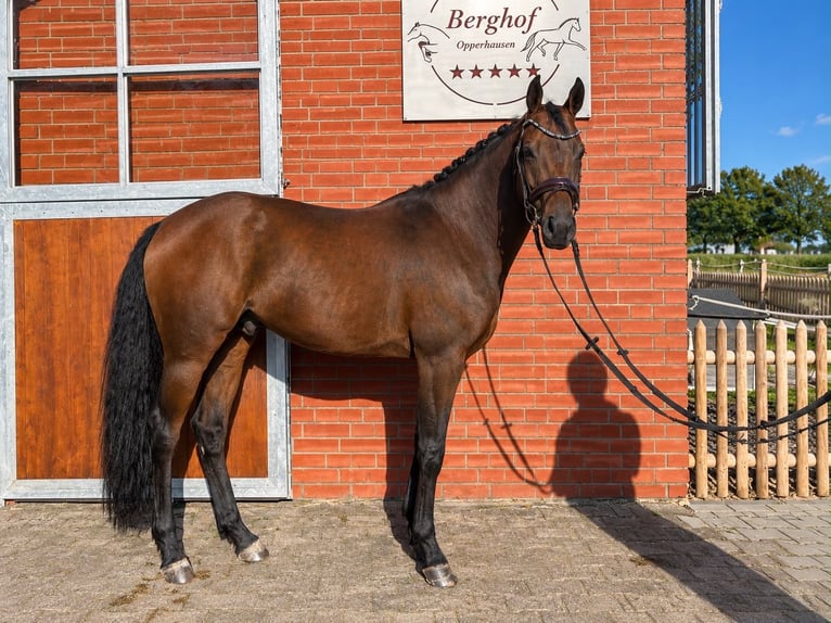 Deutsches Reitpony Wallach 4 Jahre 148 cm Brauner in Einbeck