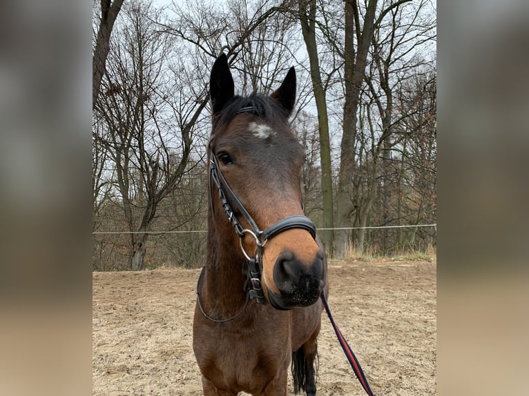 Deutsches Reitpony Wallach 4 Jahre 148 cm Brauner in Penig