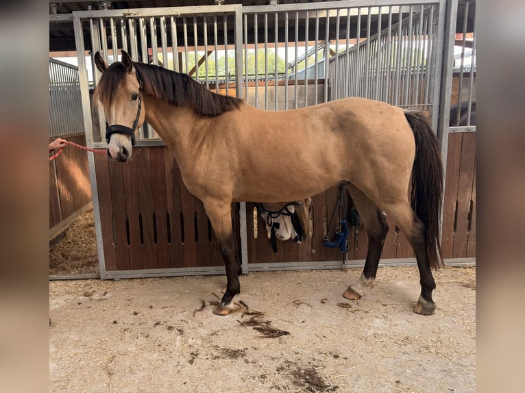 Deutsches Reitpony Wallach 4 Jahre 148 cm Buckskin in Balje