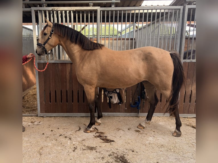 Deutsches Reitpony Wallach 4 Jahre 148 cm Buckskin in Balje