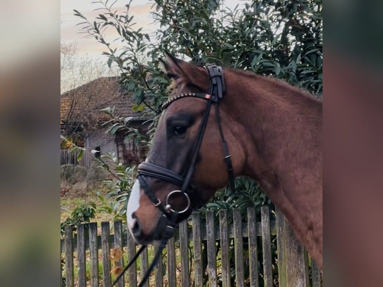 Deutsches Reitpony Wallach 4 Jahre 148 cm Buckskin in Burgdorf