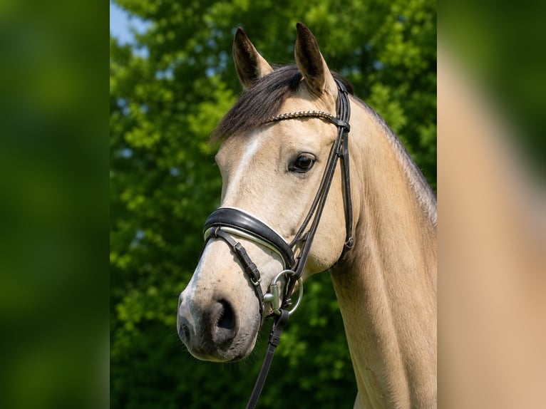 Deutsches Reitpony Wallach 4 Jahre 148 cm Buckskin in Mettingen