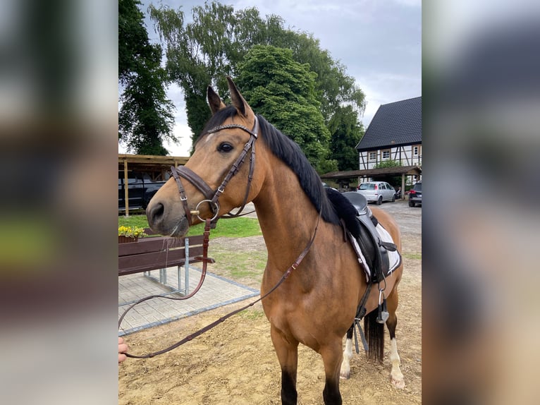 Deutsches Reitpony Wallach 4 Jahre 148 cm Buckskin in Bochum
