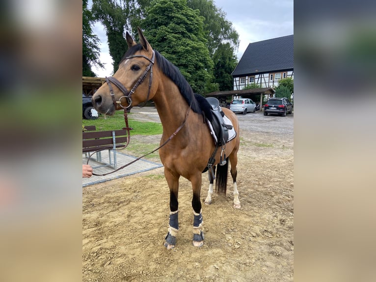 Deutsches Reitpony Wallach 4 Jahre 148 cm Buckskin in Bochum
