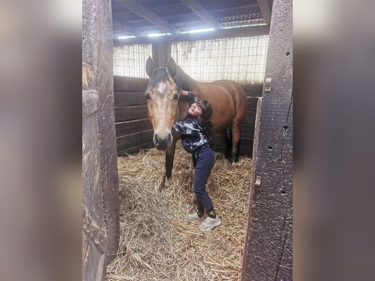Deutsches Reitpony Wallach 4 Jahre 148 cm Buckskin in Bochum
