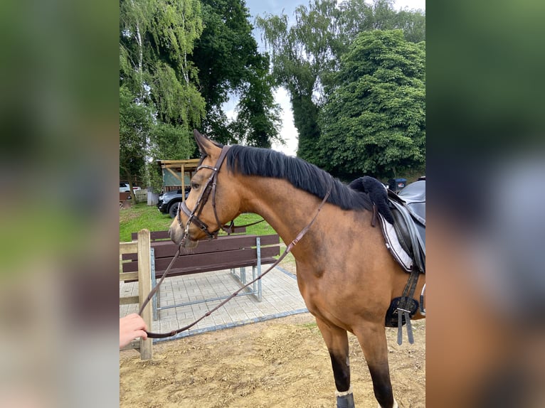 Deutsches Reitpony Wallach 4 Jahre 148 cm Buckskin in Bochum
