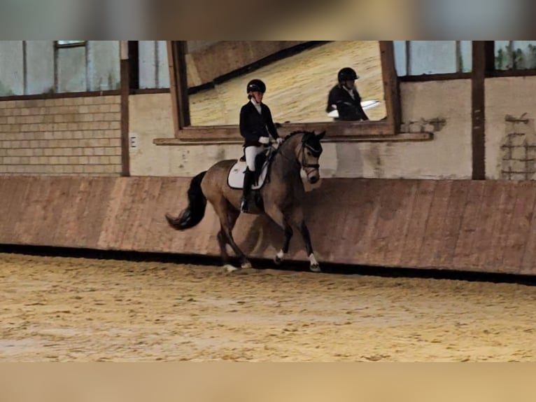 Deutsches Reitpony Wallach 4 Jahre 148 cm Buckskin in Lippetal