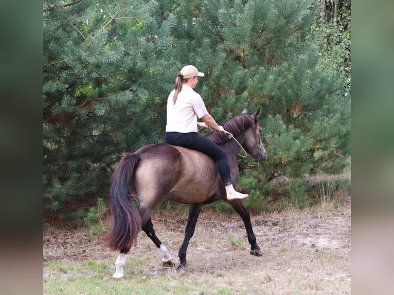 Deutsches Reitpony Wallach 4 Jahre 148 cm Buckskin in Oberhausen
