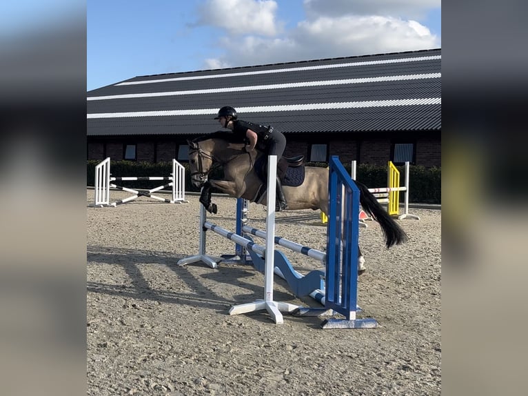 Deutsches Reitpony Wallach 4 Jahre 148 cm Buckskin in Lieshout