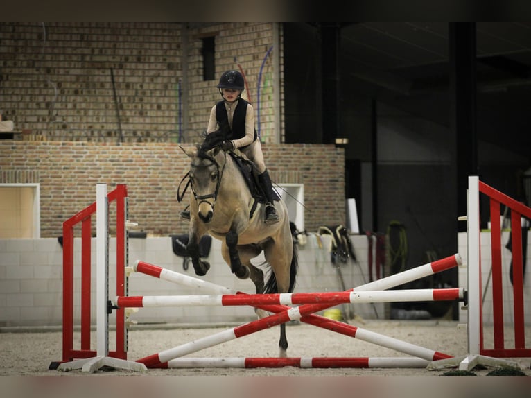 Deutsches Reitpony Wallach 4 Jahre 148 cm Buckskin in Lieshout