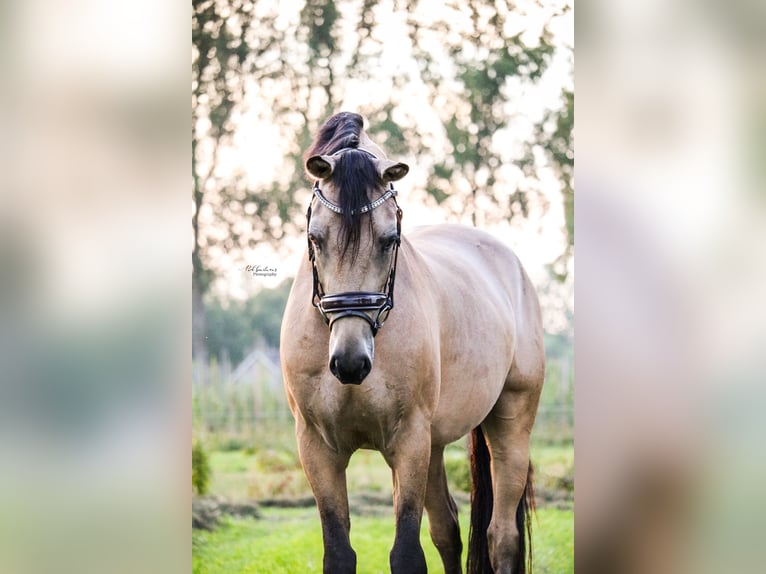 Deutsches Reitpony Wallach 4 Jahre 148 cm Buckskin in Lieshout