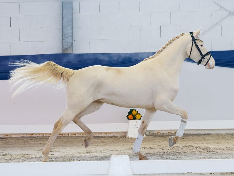 Deutsches Reitpony Wallach 4 Jahre 148 cm Cremello in Marsberg