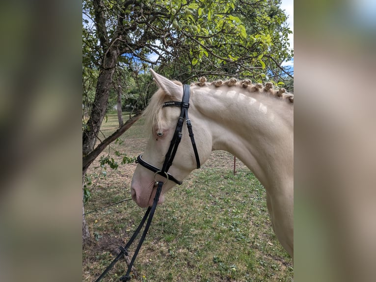 Deutsches Reitpony Wallach 4 Jahre 148 cm Cremello in Frankenhardt