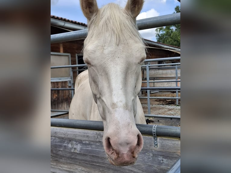 Deutsches Reitpony Wallach 4 Jahre 148 cm Cremello in Marchtrenk