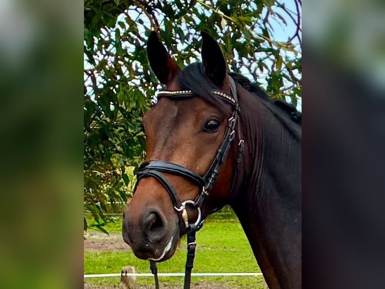 Deutsches Reitpony Wallach 4 Jahre 148 cm Dunkelbrauner in Süderlügum